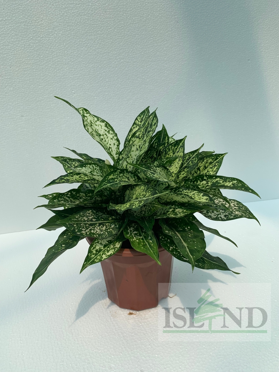 AGLAONEMA ROUND WHITE